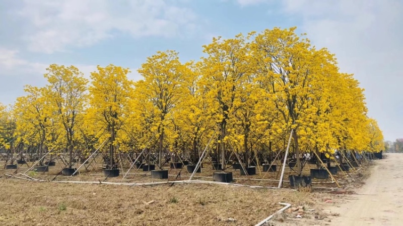 风铃木黄花多花6公分大量