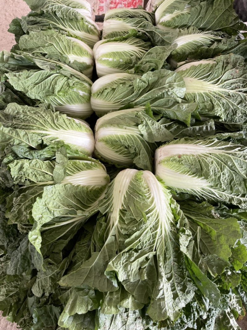 甘肃黄心白菜4到6斤精品货产地直发可视频看货