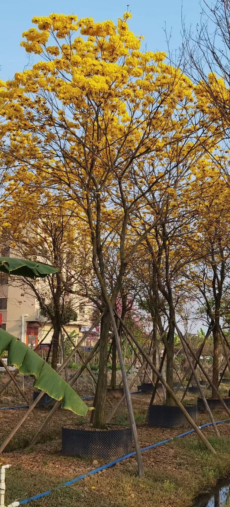 风铃木黄花多花18公分价格面议