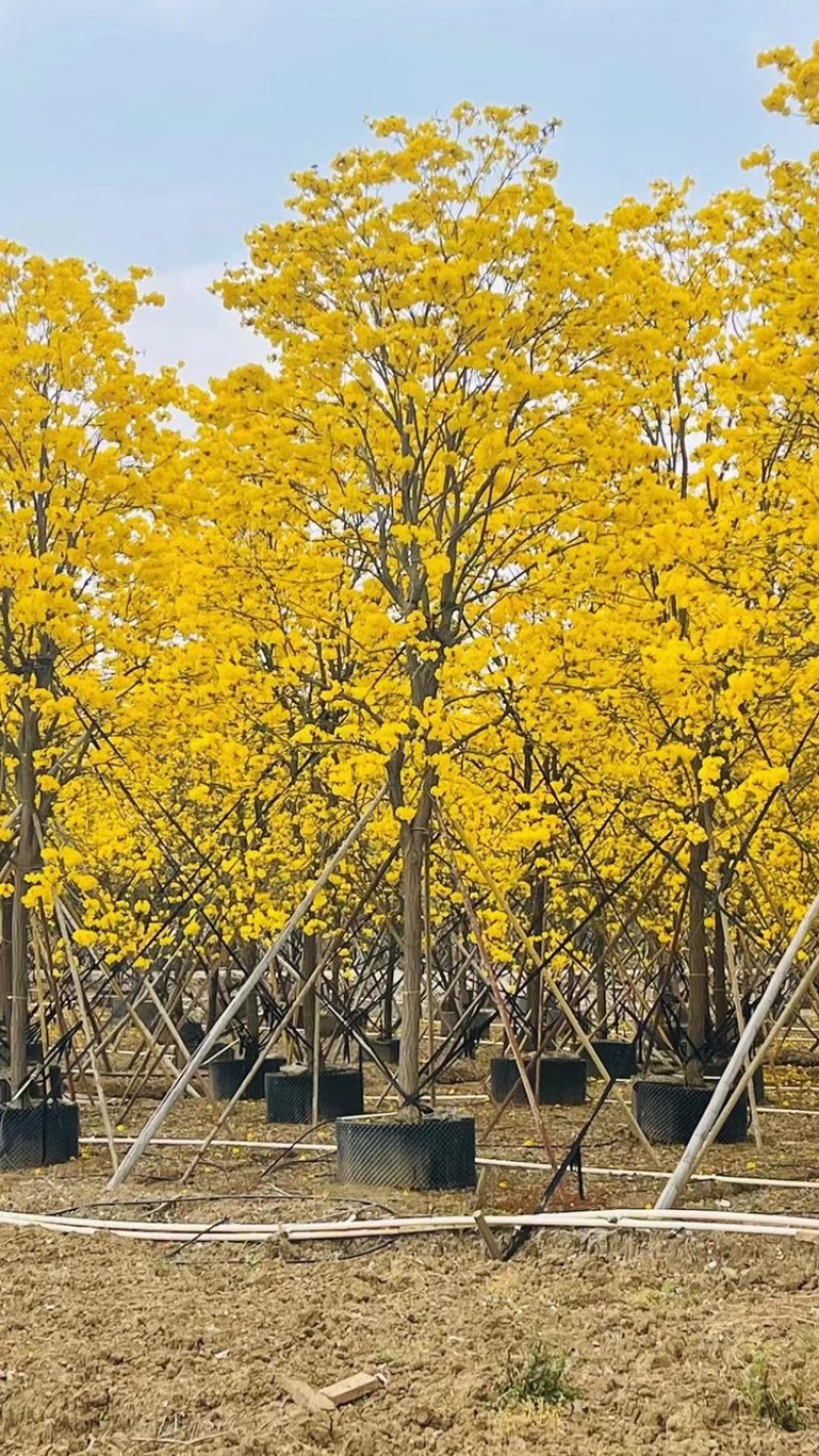 风铃木黄花多花18公分价格面议