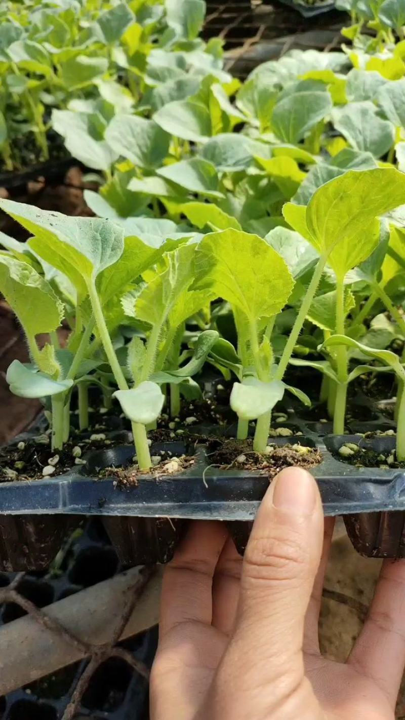玉菇甜瓜苗，冰淇淋甜瓜苗，大果正圆形玉菇苗，技术指导
