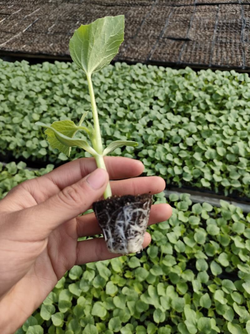 玉菇甜瓜苗，冰淇淋甜瓜苗，大果正圆形玉菇苗，技术指导
