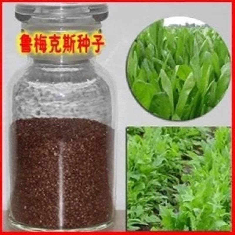 鲁梅克斯种子俄罗斯饲料菜多年生四季牧草鸡鸭鹅牛羊马等