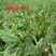 鲁梅克斯种子俄罗斯饲料菜多年生四季牧草鸡鸭鹅牛羊马等