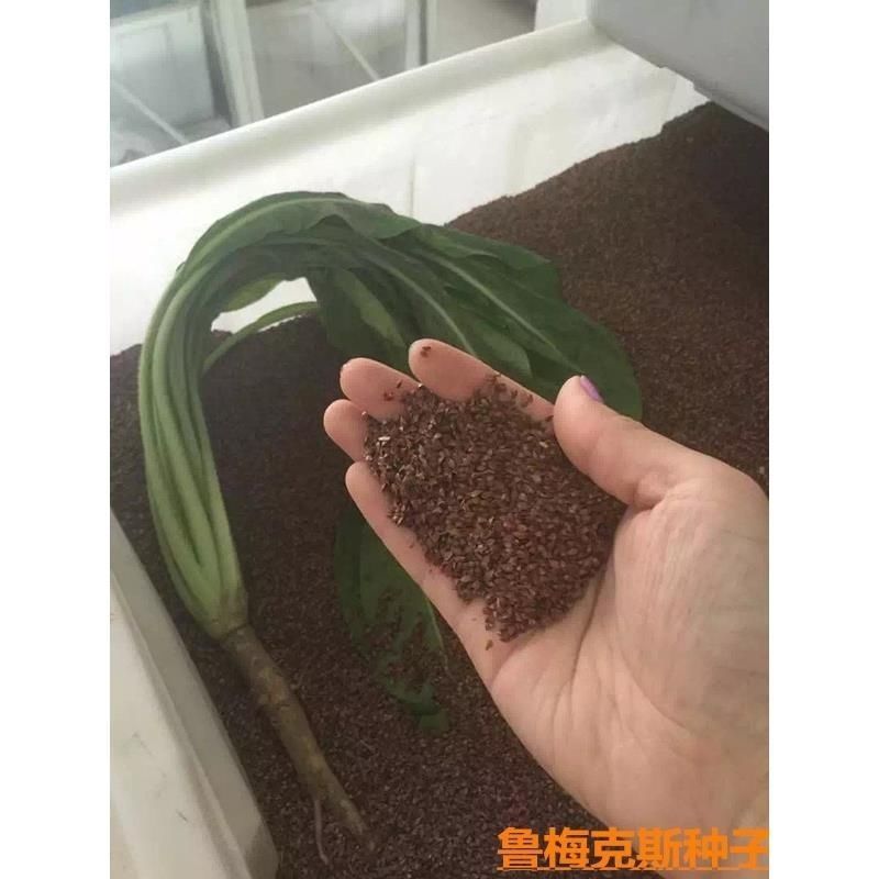 鲁梅克斯种子俄罗斯饲料菜多年生四季牧草鸡鸭鹅牛羊马等