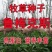 鲁梅克斯种子俄罗斯饲料菜多年生四季牧草鸡鸭鹅牛羊马等