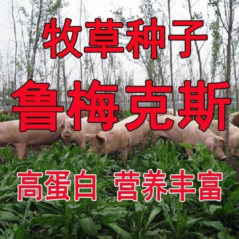 鲁梅克斯种子俄罗斯饲料菜多年生四季牧草鸡鸭鹅牛羊马等