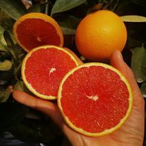 中华红橙红心橙血橙纯甜多汁个大果皮细果园看果采摘