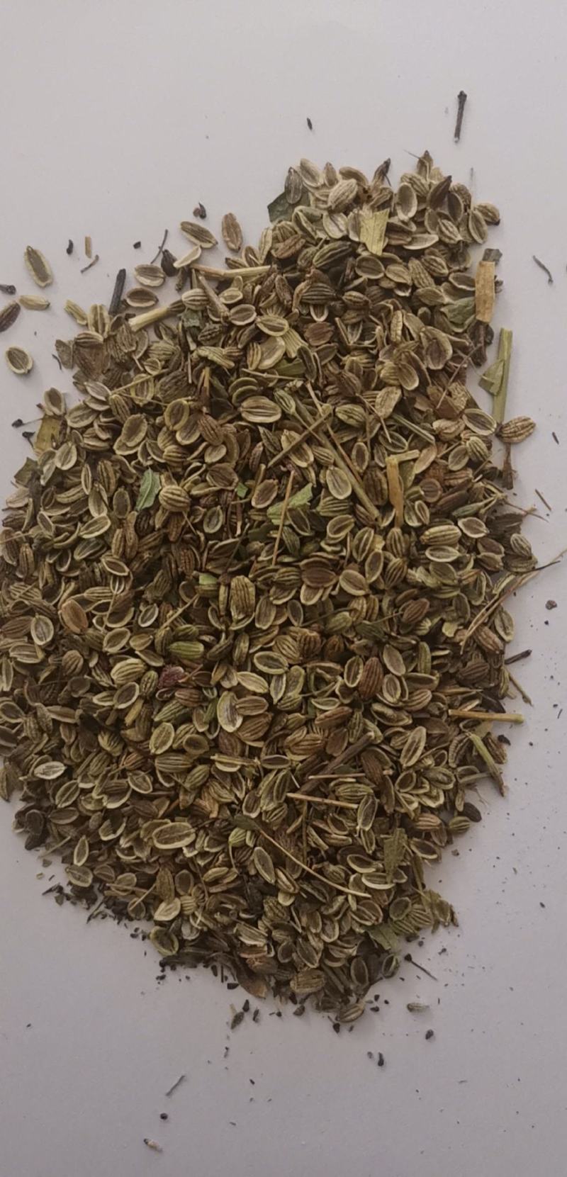 防风种子纯新种子防风籽包芽率包邮质量保证放心采购