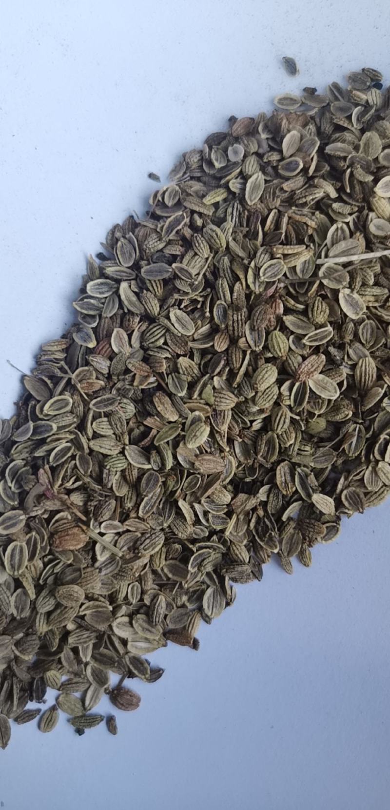 防风种子纯新种子防风籽包芽率包邮质量保证放心采购