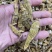 包邮纯野生虎牙石斛芽条（新货）全干新货，纯野生