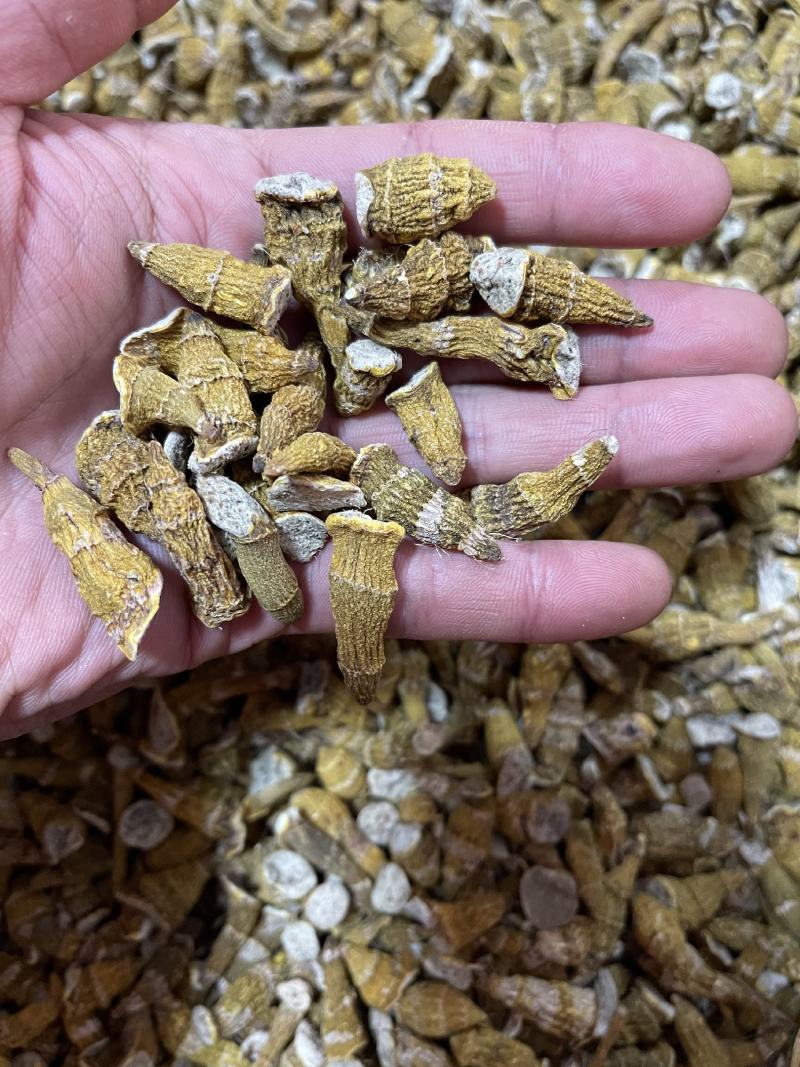 包邮纯野生虎牙石斛芽条（新货）全干新货，纯野生