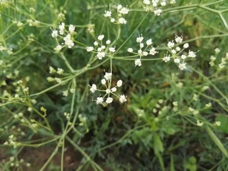 防风种子纯新种子防风籽包芽率包邮质量保证放心采购