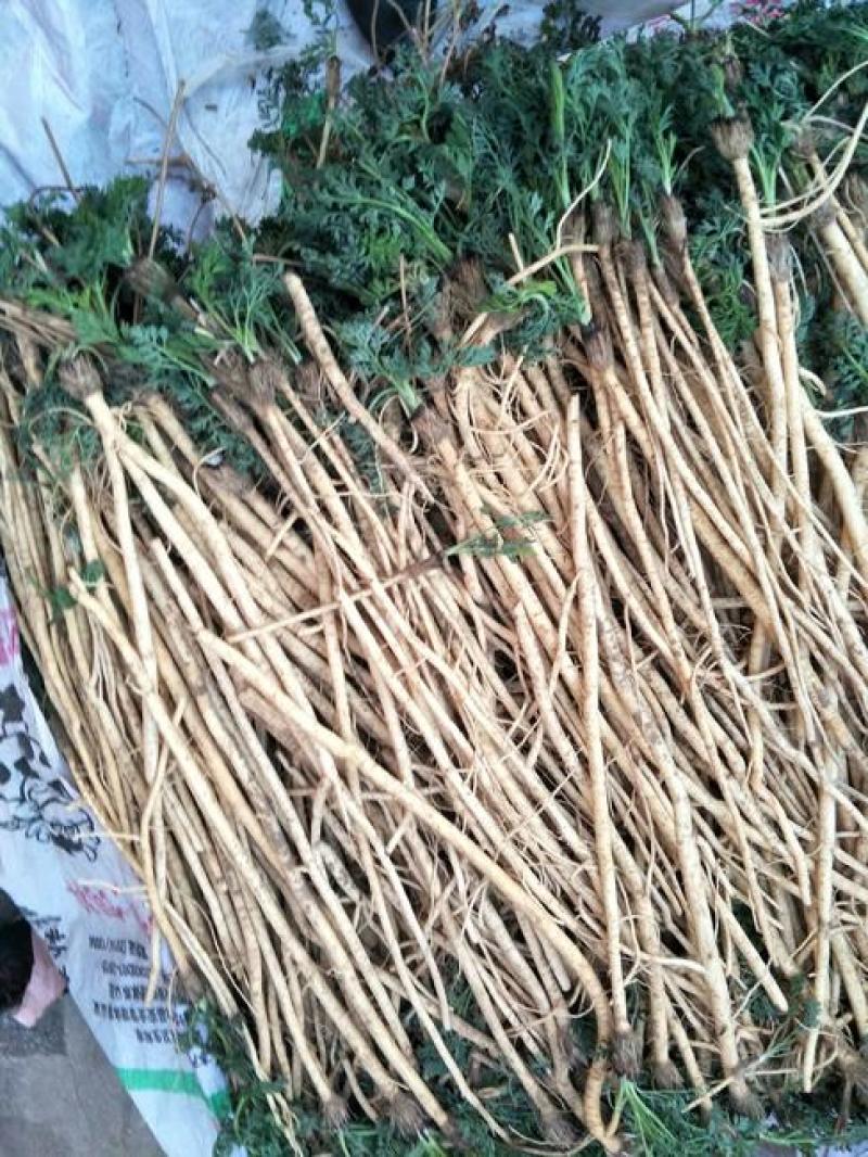 防风种子纯新种子防风籽包芽率包邮质量保证放心采购