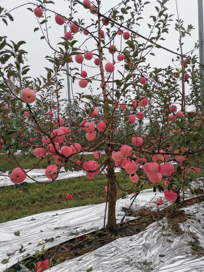 白水苹果
