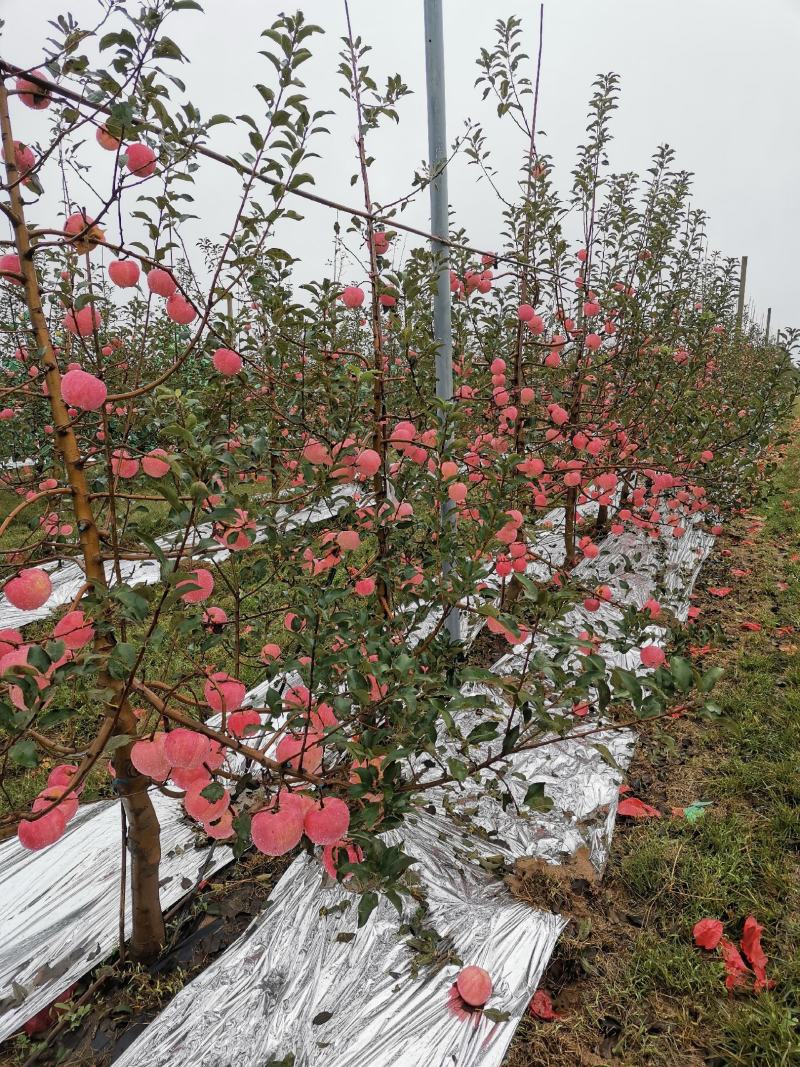 白水苹果