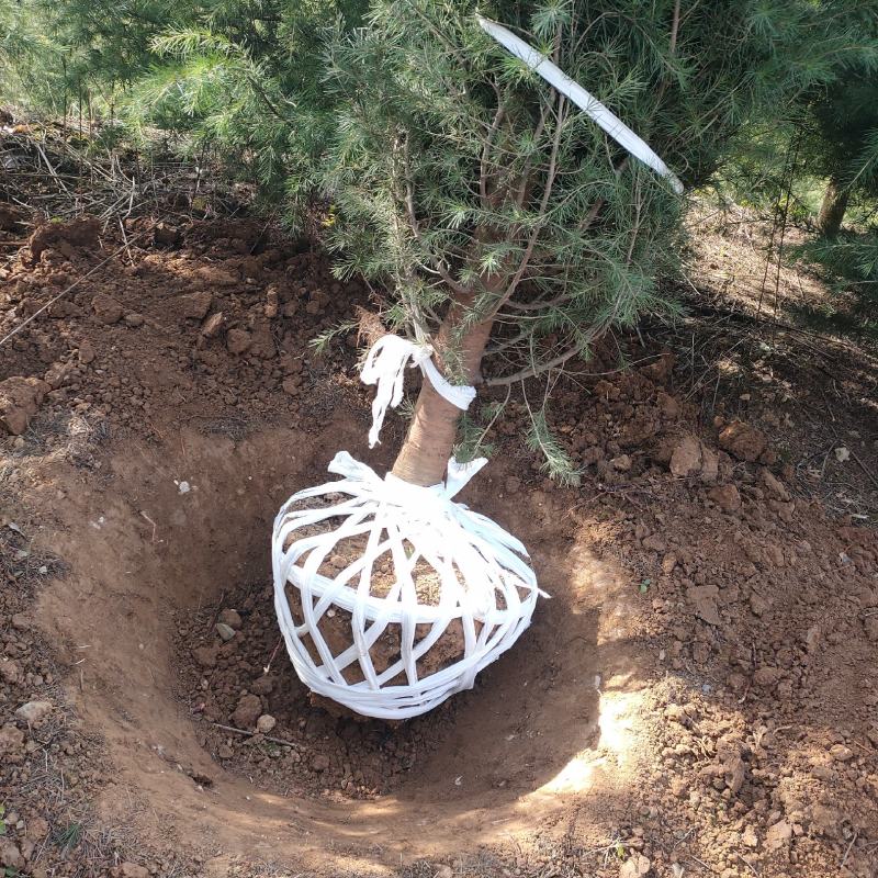 【牛商推荐】大田1-5米起步精品雪松基地直供欢迎选购
