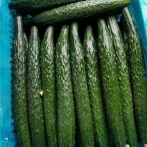 密刺黄瓜，条杆直，新鲜，口感好，长度在22-25公分