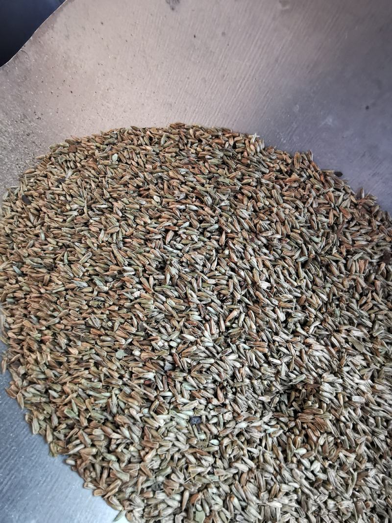 牛膝种子纯新牛膝种子牛膝籽包芽率支持大货批发零售