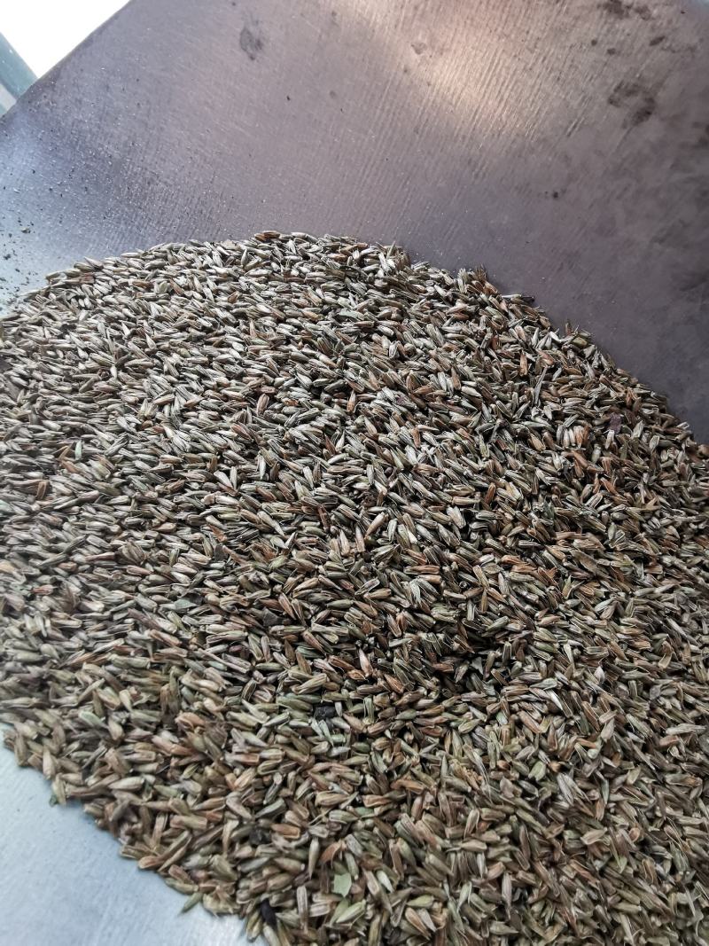 牛膝种子纯新牛膝种子牛膝籽包芽率支持大货批发零售