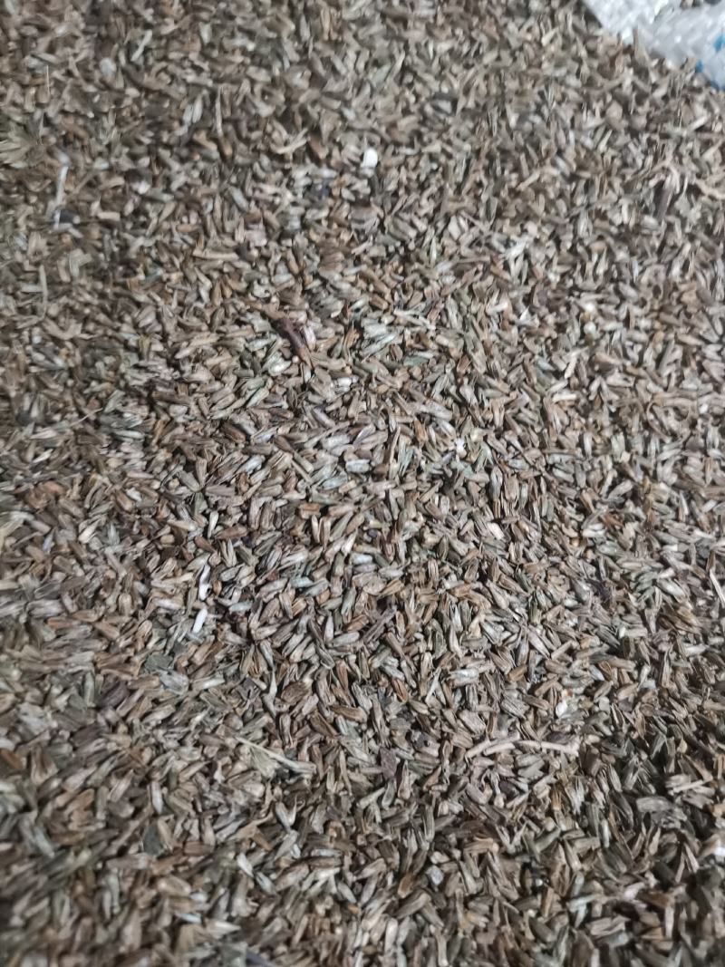 牛膝种子纯新牛膝种子牛膝籽包芽率支持大货批发零售