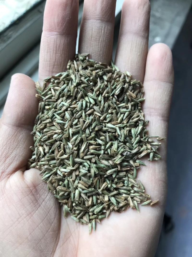 牛膝种子纯新牛膝种子牛膝籽包芽率支持大货批发零售