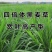 黑麦草种子多年生黑麦草种子养殖的牧草种子营养高耐寒