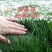 黑麦草种子多年生黑麦草种子养殖的牧草种子营养高耐寒