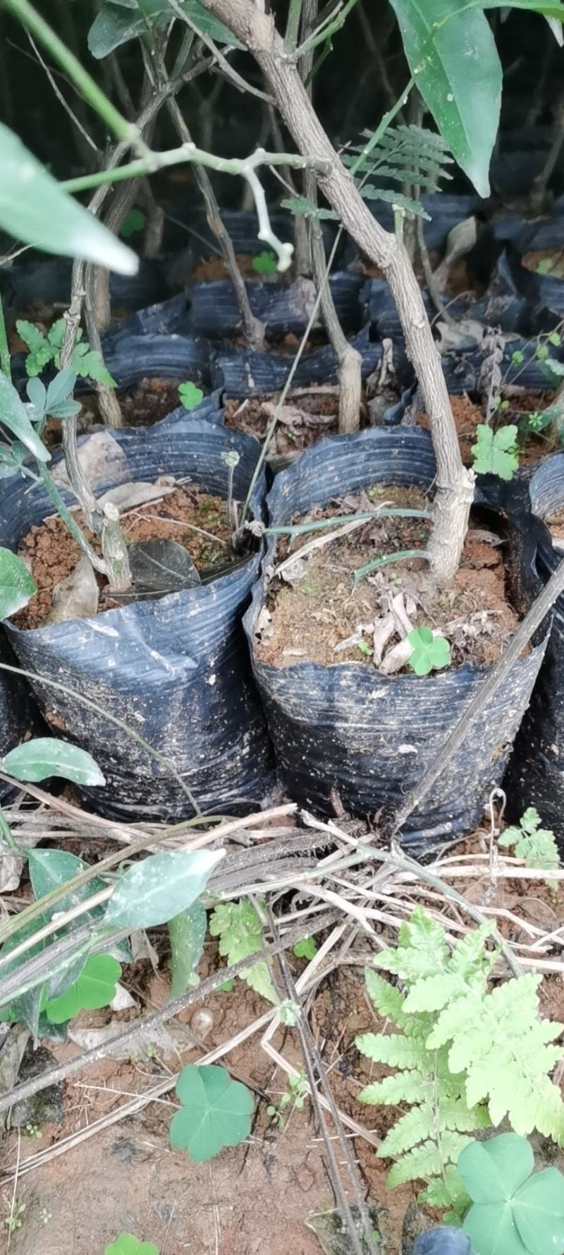 金葵沙糖桔苗一级苗品种保证免费枝术支持