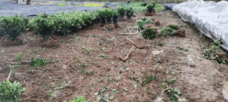 金葵沙糖桔苗一级苗品种保证免费枝术支持