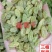 葡萄干，新货，干度好，无核白葡萄干，产地直销