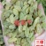 葡萄干，新货，干度好，无核白葡萄干，产地直销