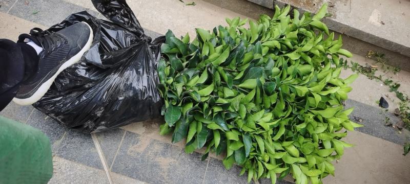 金秋沙糖桔苗免费技术支持不用再担心品种问题
