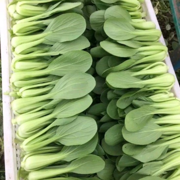 精品小青菜