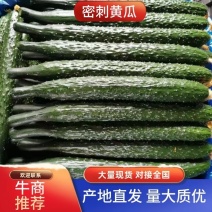 河南夏邑县密刺黄瓜鲜花带刺，条直油亮产地直发质量有保证
