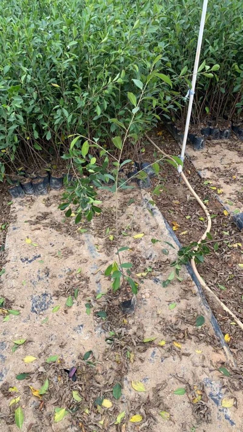 精品小叶榕绿水青山共享你我！承接苗木工程苗木供应