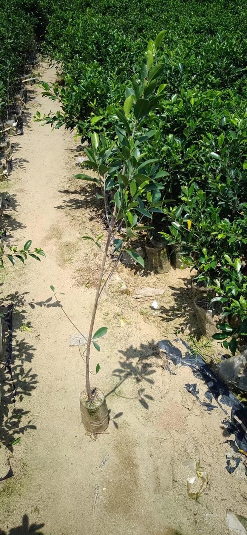精品小叶榕绿水青山共享你我！承接苗木工程苗木供应