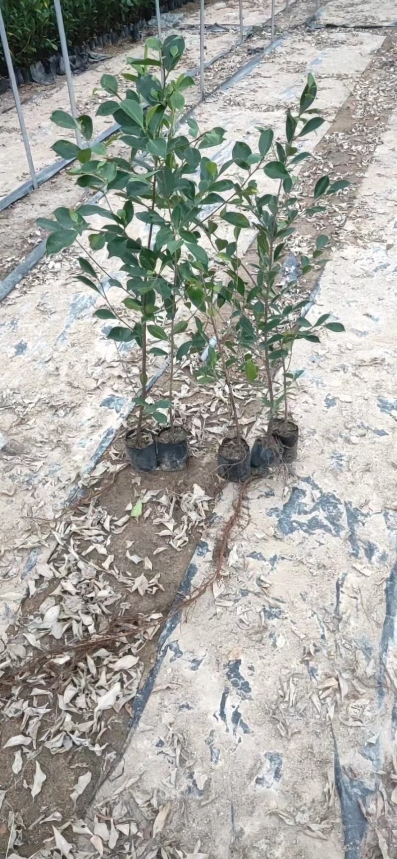 精品小叶榕绿水青山共享你我！承接苗木工程苗木供应