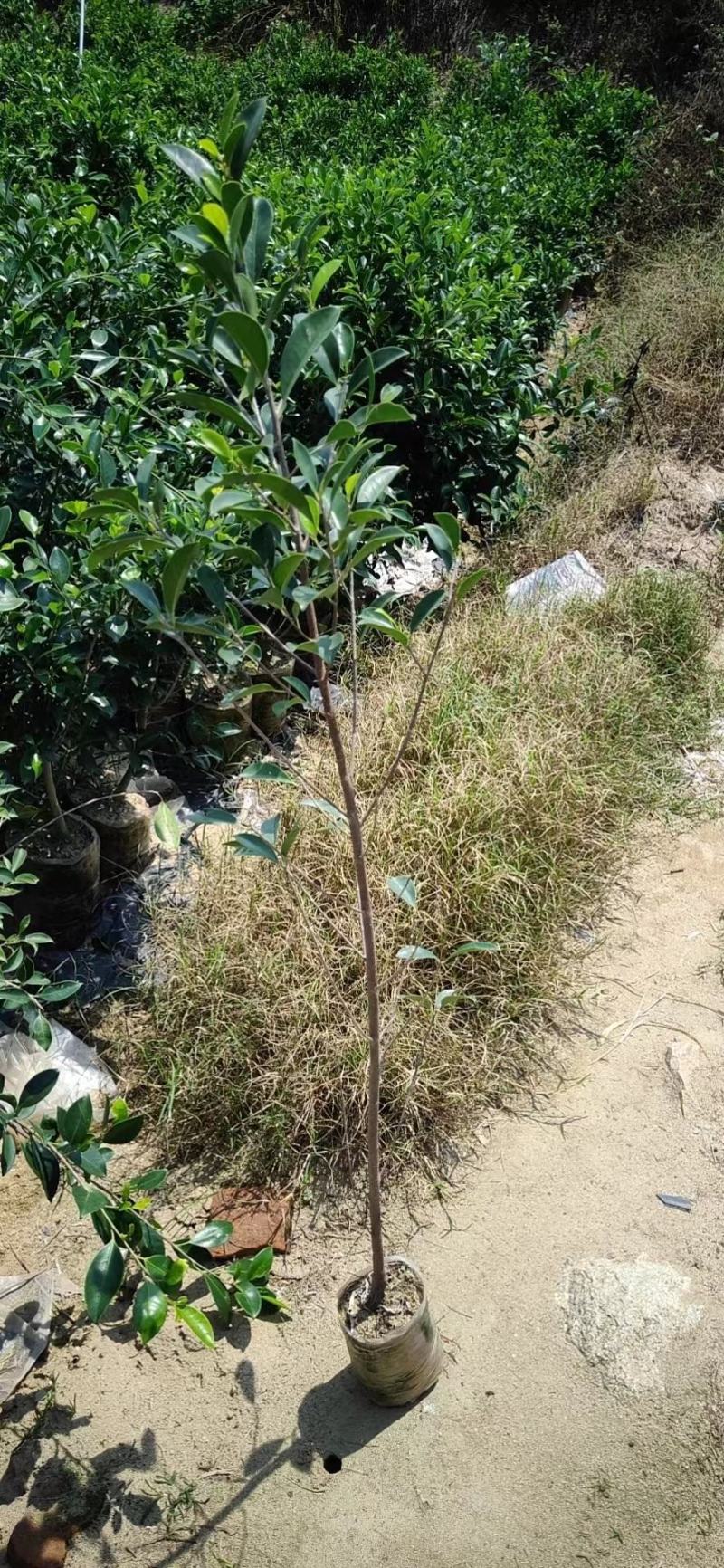 精品小叶榕绿水青山共享你我！承接苗木工程苗木供应