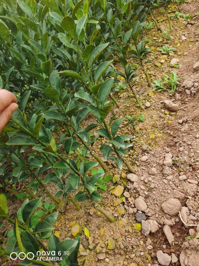 蜜广苗（广橘苗）早熟不越冬易管正品包邮免费技术支持