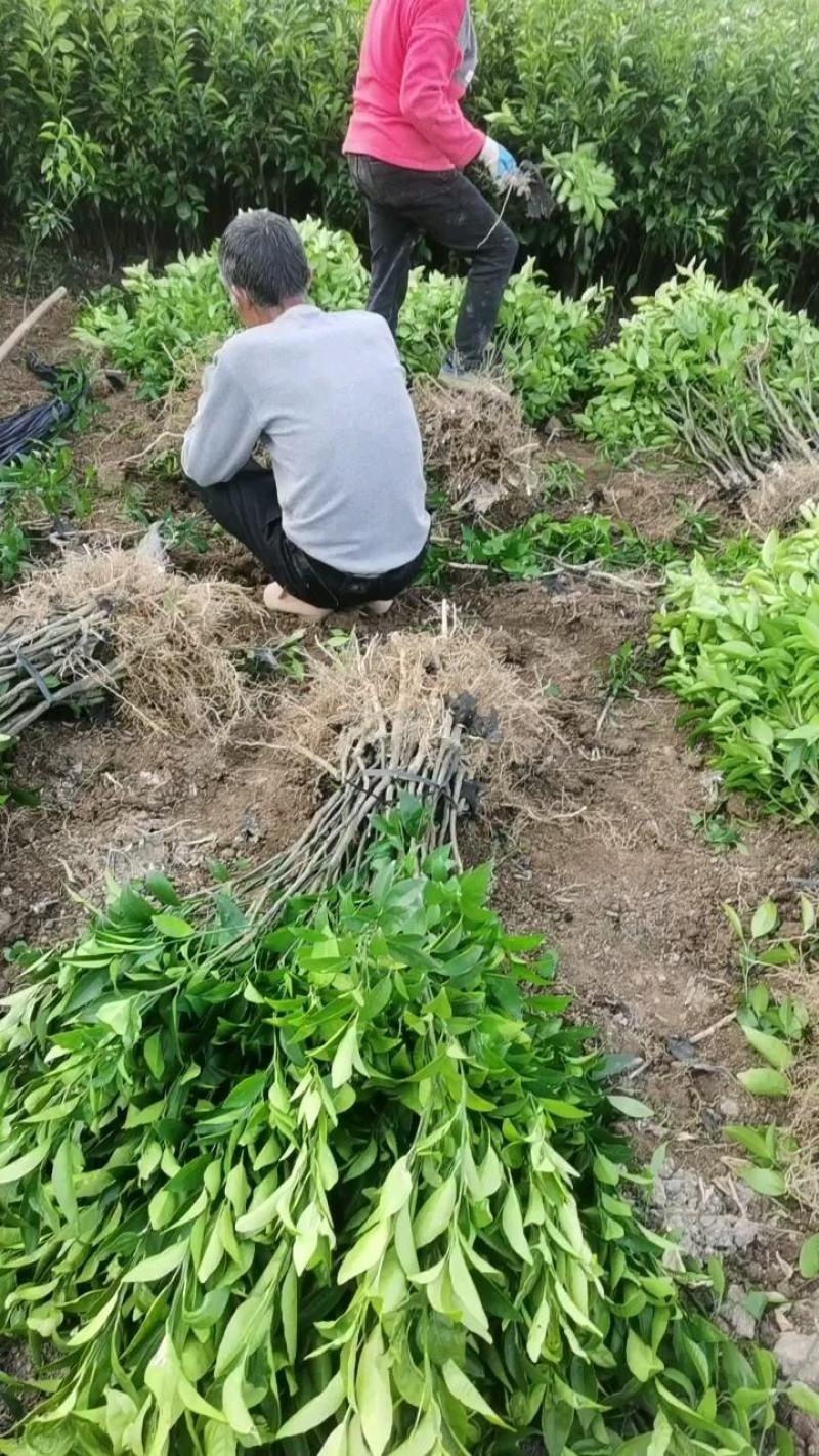香橙091无核沃柑两年大苗保证品质种完全无核