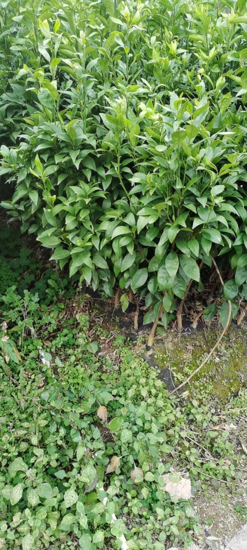 香橙091无核沃柑两年大苗保证品质种完全无核