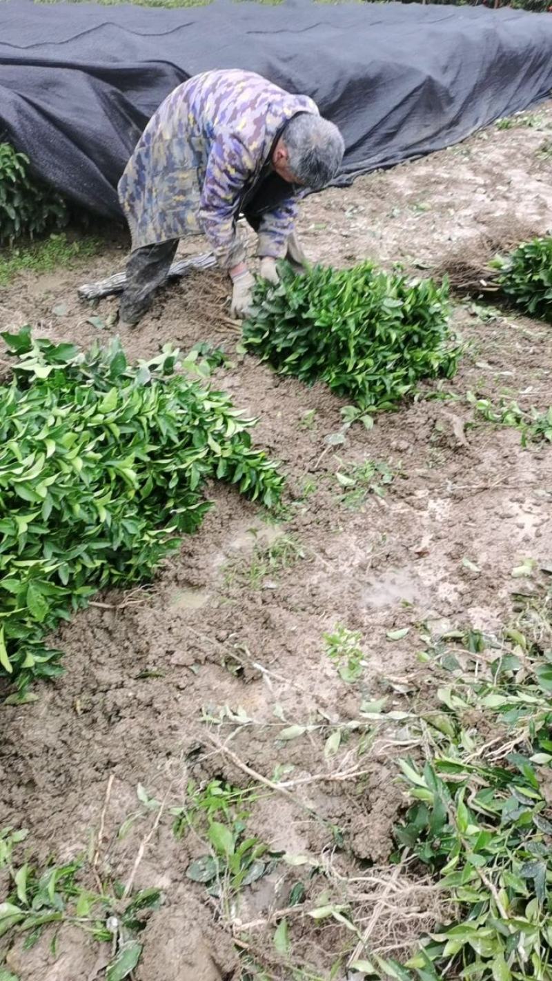 香橙091无核沃柑两年大苗保证品质种完全无核