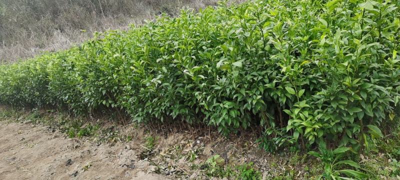 香橙091无核沃柑两年大苗保证品质种完全无核