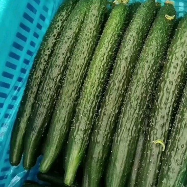 黄瓜、密刺黄瓜、大棚种植大量上市一手货源产地直发物美价廉
