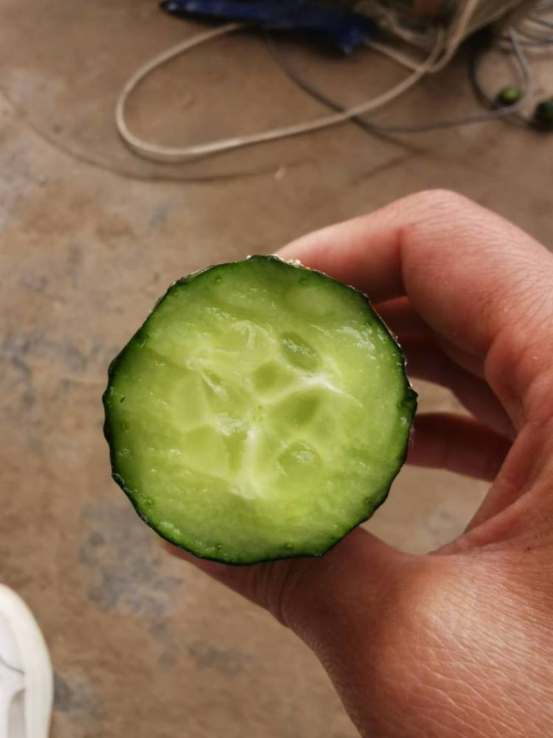 黄瓜、密刺黄瓜、大棚种植大量上市一手货源产地直发物美价廉