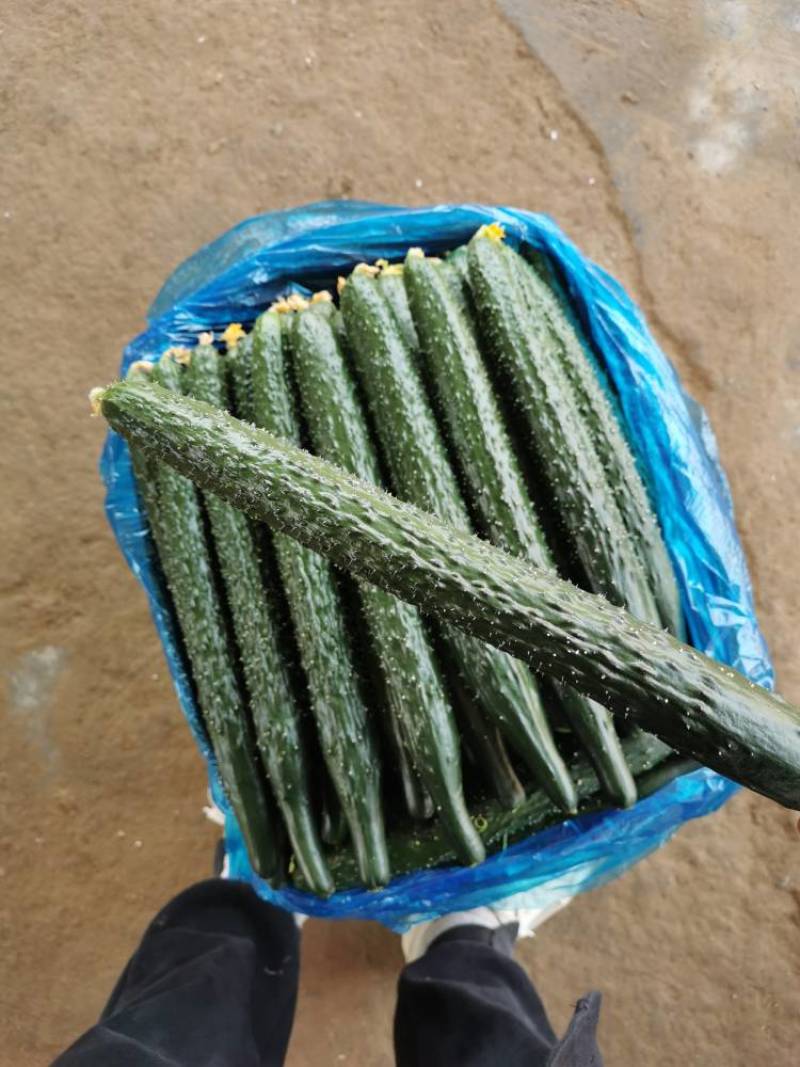 黄瓜、密刺黄瓜、大棚种植大量上市一手货源产地直发物美价廉