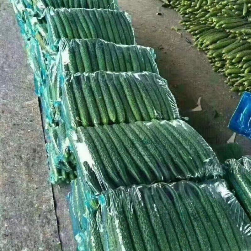 黄瓜、密刺黄瓜、大棚种植大量上市一手货源产地直发物美价廉