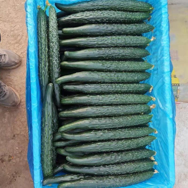 黄瓜、密刺黄瓜、大棚种植大量上市一手货源产地直发物美价廉