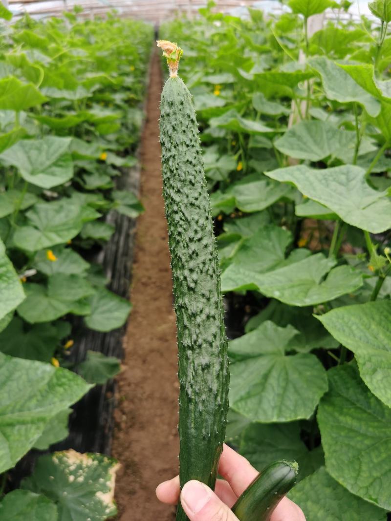 黄瓜、密刺黄瓜、大棚种植大量上市一手货源产地直发物美价廉
